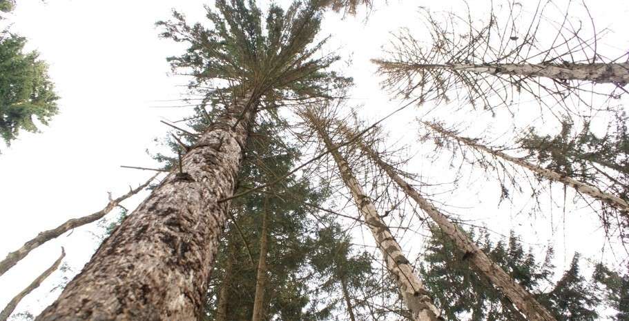 Borkenkäferschaden.jpg © Kuneth Borkenkäferschaden.jpg © Kuneth