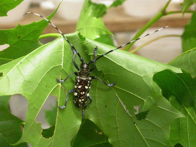 Asiatischer Laubholzbockkäfer Reifungsfraß ©BFW Wien-Waldschutz.jpg © BFW Wien-Waldschutz Asiatischer Laubholzbockkäfer Reifungsfraß ©BFW Wien-Waldschutz.jpg © BFW Wien-Waldschutz