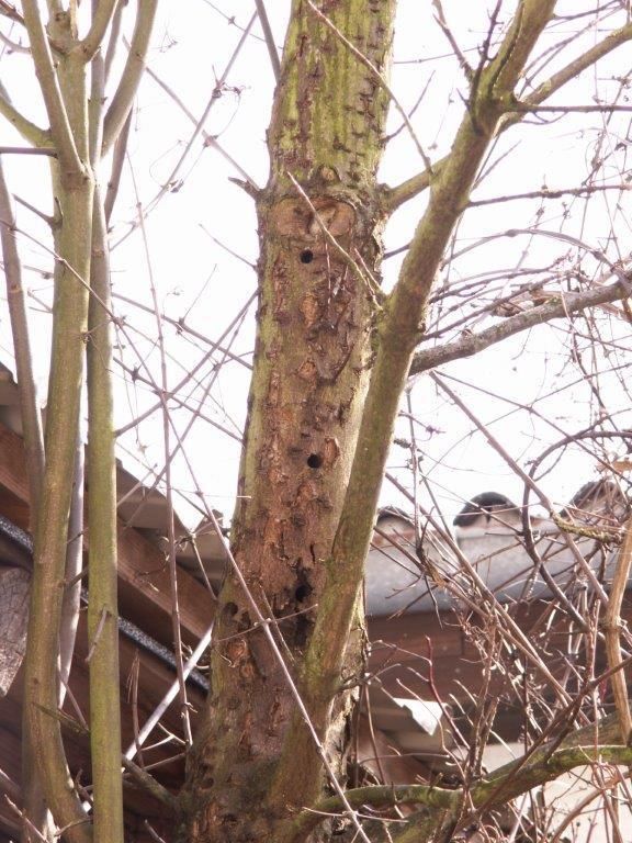 Die Folgen: Ausbohrlöcher des Asiatischen Laubholzbockkäfers an einem Ahornbaum. © BFW Wien-Waldschutz