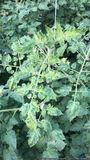 Symptome des Jordan-Virus an Tomatenpflanze. © EPPO Global Database