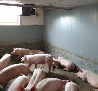 Falsch positionierter Temperaturfühler © Gottfried Etlinger/LK Niederösterreich