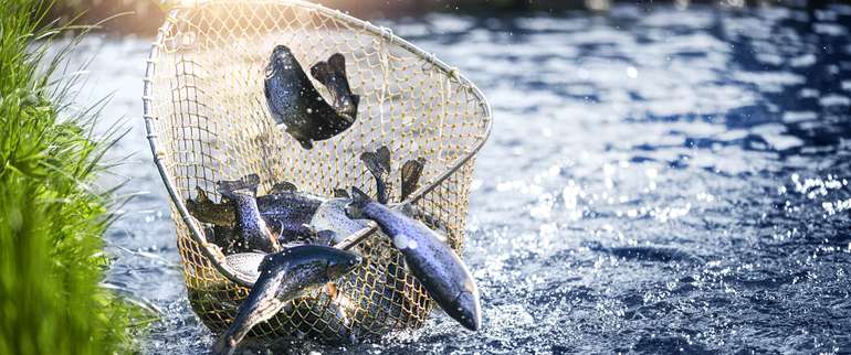 Fischproduktion.jpg Fischproduktion.jpg