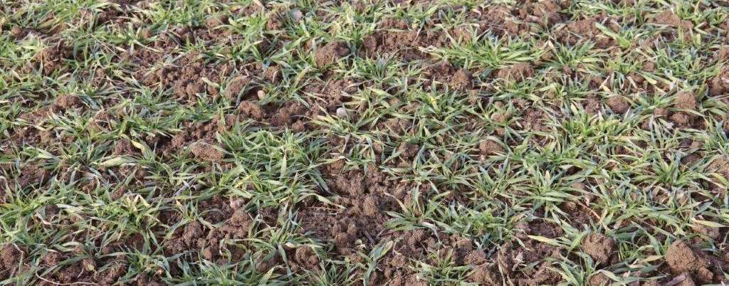 RepWimmerGerstenahPPKIMG_5765.jpg © Paula Pöchlauer-Kozel/LK Niederösterreich RepWimmerGerstenahPPKIMG_5765.jpg © Paula Pöchlauer-Kozel/LK Niederösterreich