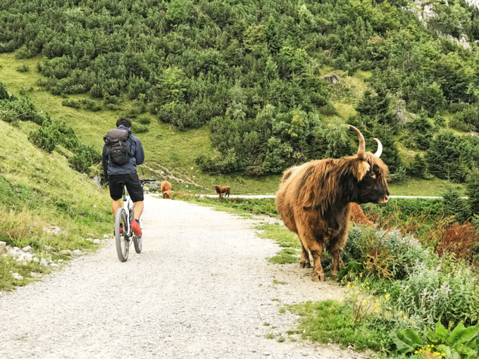 Mountainbike-Kühe-Höttingeralm Michaela-Kölle.png