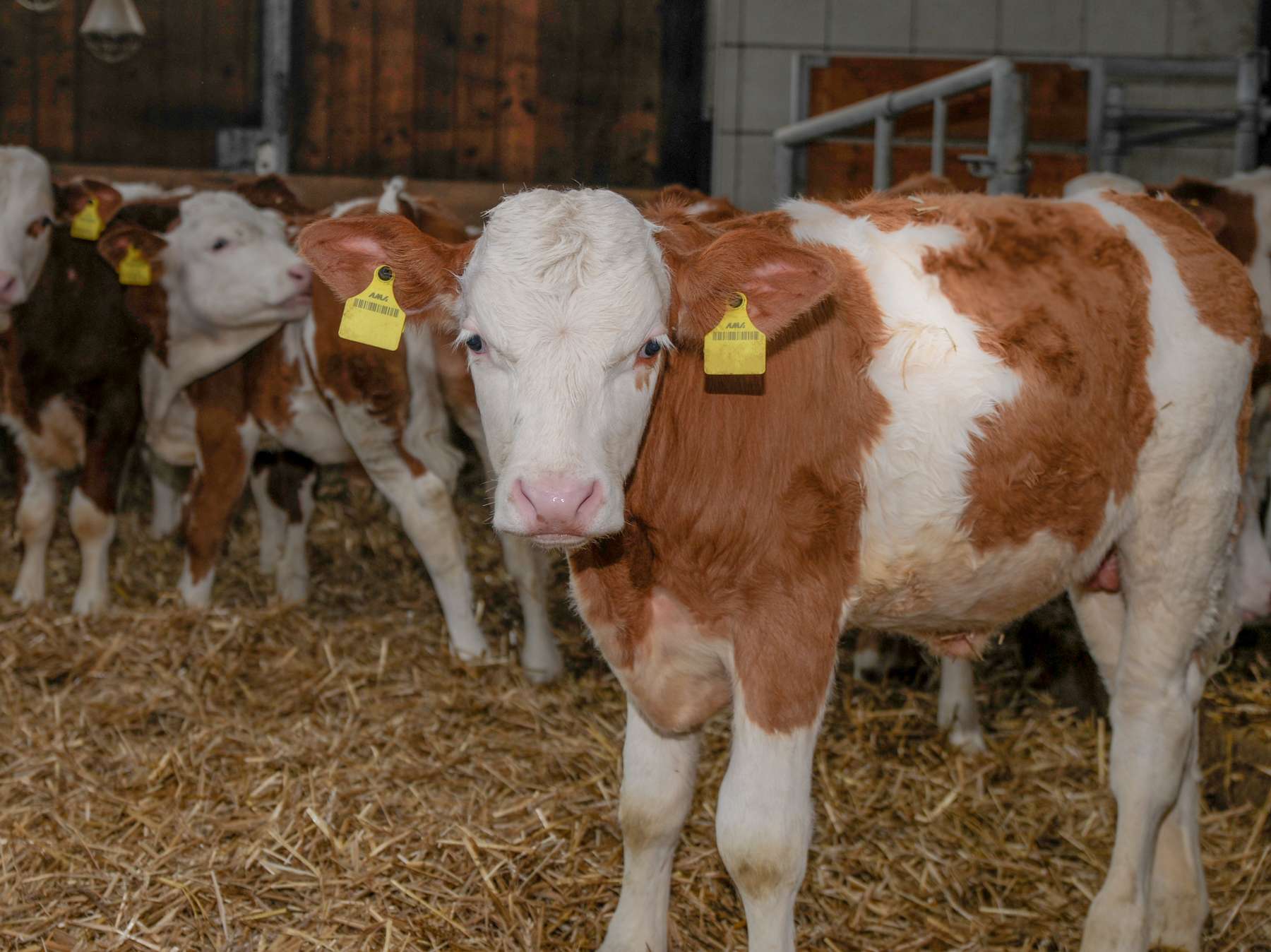 Kälberabsatz  im Inland  leicht steigend.jpg © Dürnberger Kälberabsatz  im Inland  leicht steigend.jpg © Dürnberger