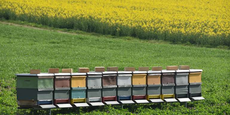 Bienen neben Raps3.jpg Bienen neben Raps3.jpg