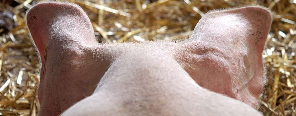 Schwein-Schweinekopf-Hinterkopf.jpg © pixabay Schwein-Schweinekopf-Hinterkopf.jpg © pixabay