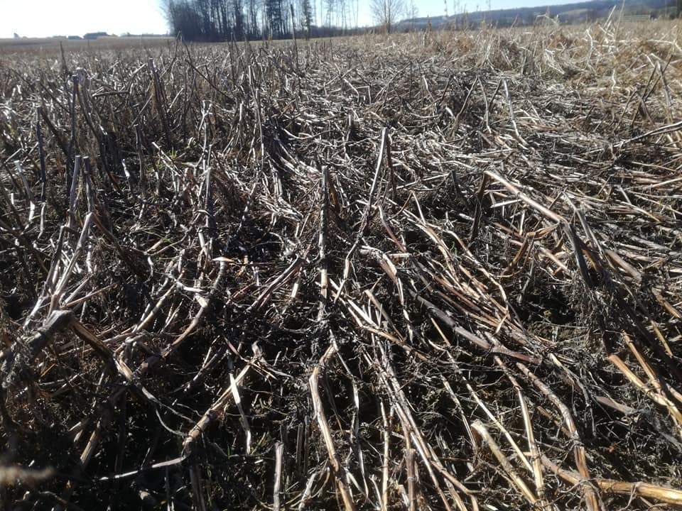 Super Mulchschichte - jetzt gilt es, dass möglichst viel davon nach der Bodenbearbeitung bzw. nach dem Anbau zum Schutz von Erosionen übrig bleibt. Ziel wäre eine Bodenbedeckung von mind. 30%! © BWSB/Wallner Super Mulchschichte - jetzt gilt es, dass möglichst viel davon nach der Bodenbearbeitung bzw. nach dem Anbau zum Schutz von Erosionen übrig bleibt. Ziel wäre eine Bodenbedeckung von mind. 30%! © BWSB/Wallner