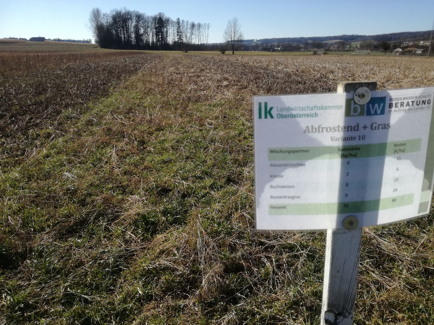 Abfrostend + Bastardraygras, gute Unkrautunterdrückung, top Bodenstruktur, weitere Bodenbearbeitung wird spannend. © BWSB/Wallner Abfrostend + Bastardraygras, gute Unkrautunterdrückung, top Bodenstruktur, weitere Bodenbearbeitung wird spannend. © BWSB/Wallner