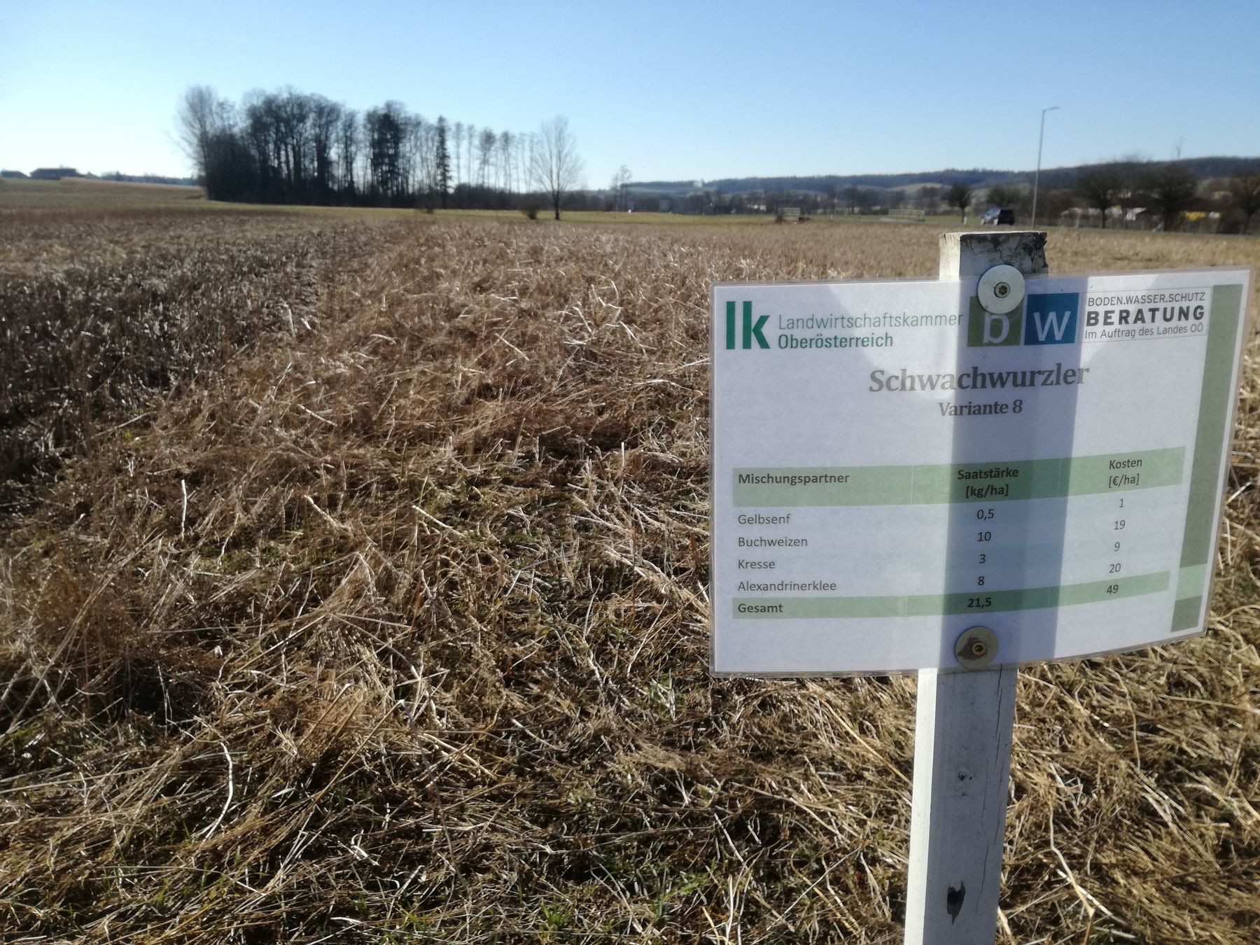 Schwachwurzler - tolle Mulchschicht, vollständig abgefrostet, sehr gute Unkrautunterdrückung. © BWSB/Wallner Schwachwurzler - tolle Mulchschicht, vollständig abgefrostet, sehr gute Unkrautunterdrückung. © BWSB/Wallner