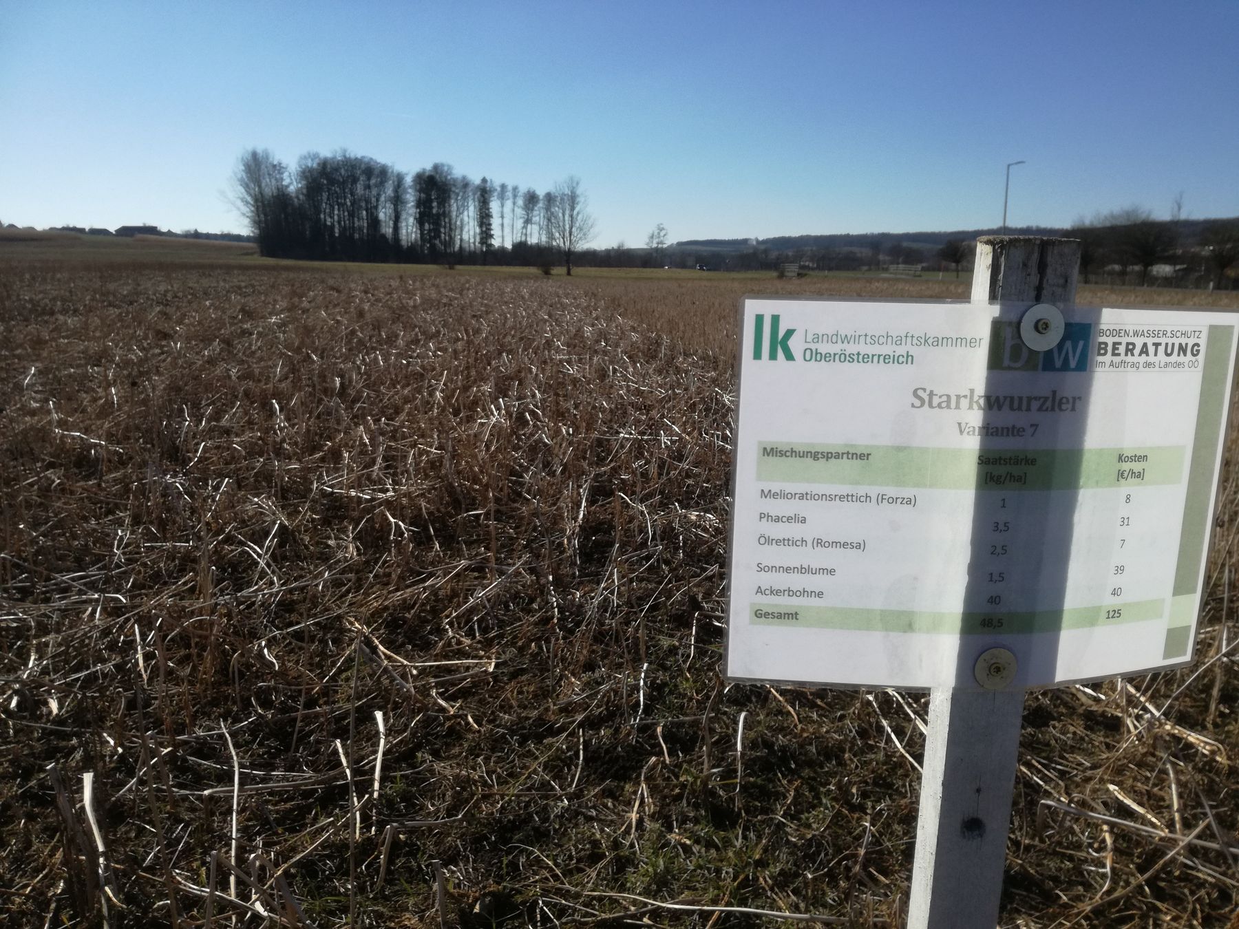 Starkwurzler, vollständig abgefrostet, nahezu unkrautfrei. © BWSB/Wallner Starkwurzler, vollständig abgefrostet, nahezu unkrautfrei. © BWSB/Wallner