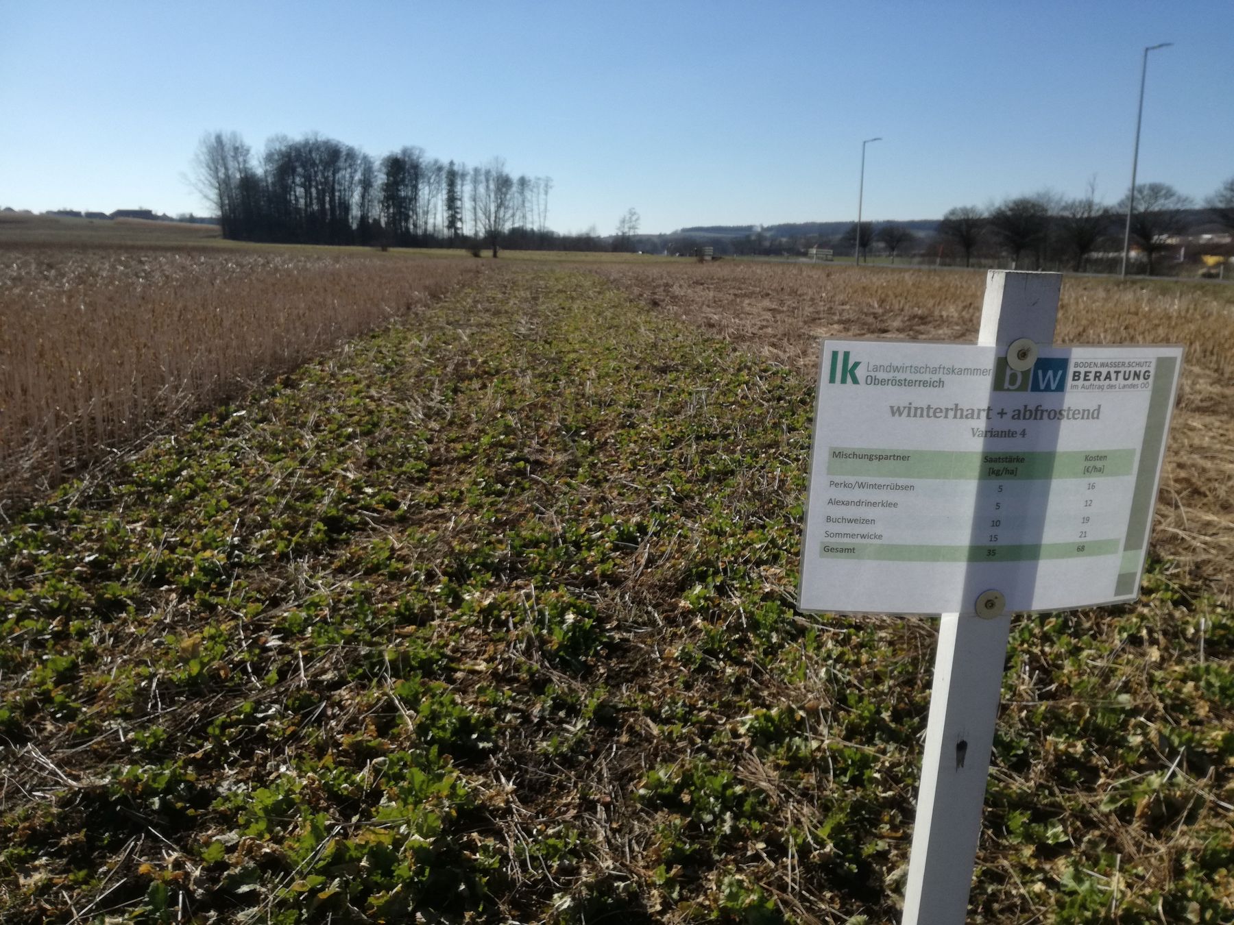 Winterhart + abfrostend: gute Unkrautunterdrückung, super Bodenstruktur. © BWSB/Wallner Winterhart + abfrostend: gute Unkrautunterdrückung, super Bodenstruktur. © BWSB/Wallner