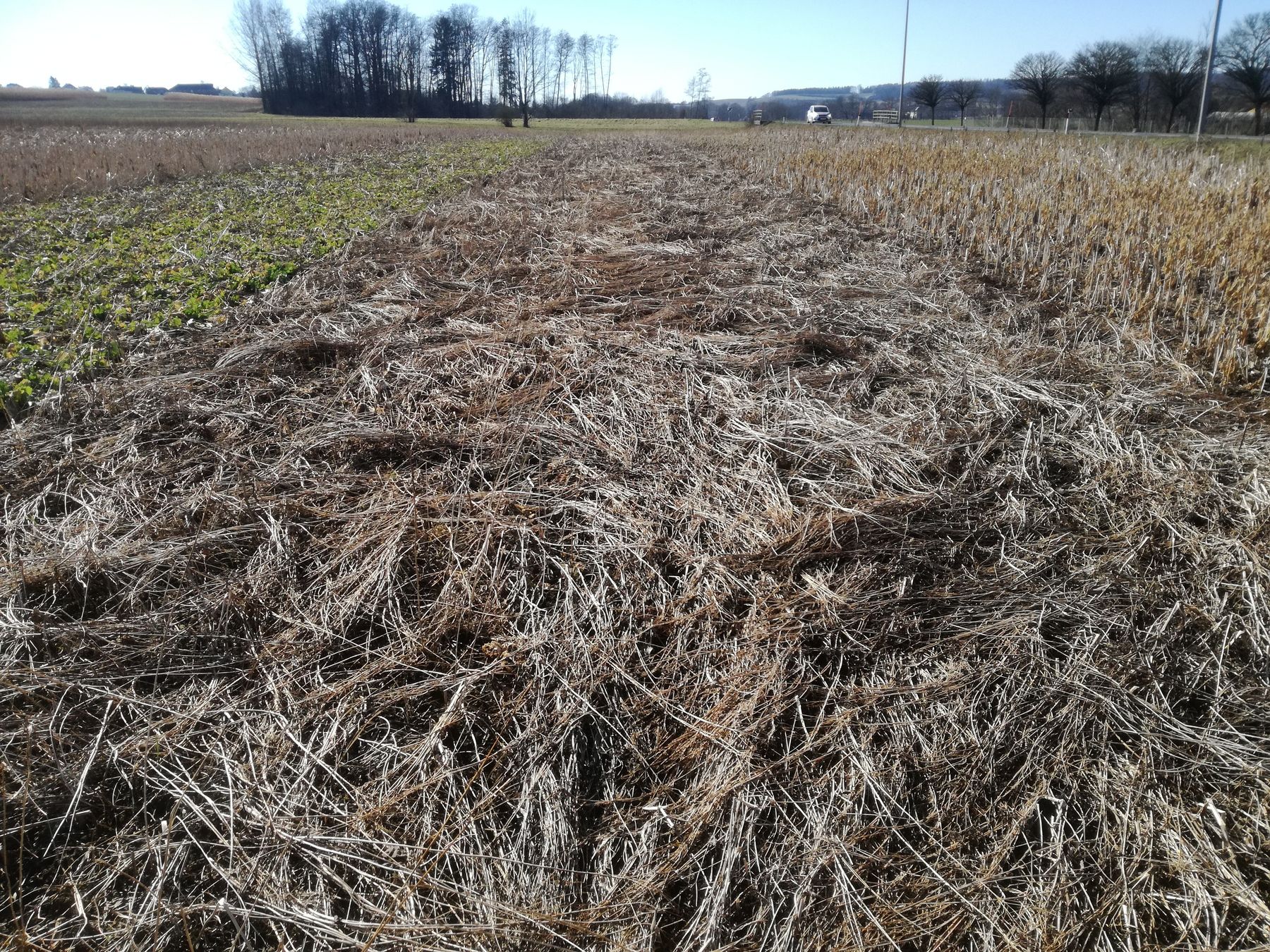Trockengebietsmischung, super Mulchdecke! Kein Unkraut. © BWSB/Wallner Trockengebietsmischung, super Mulchdecke! Kein Unkraut. © BWSB/Wallner