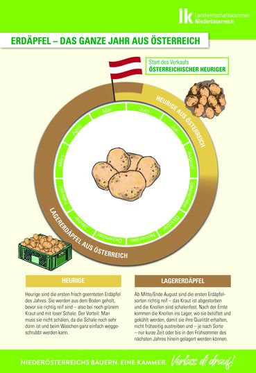 Infografik  Erdäpfel das ganze Jahr aus Österreich.jpg