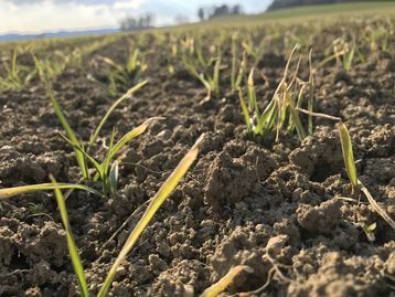 Erste Bonitur der Sommerbraugerste mit Anbau im Spätherbst Erste Bonitur der Sommerbraugerste mit Anbau im Spätherbst