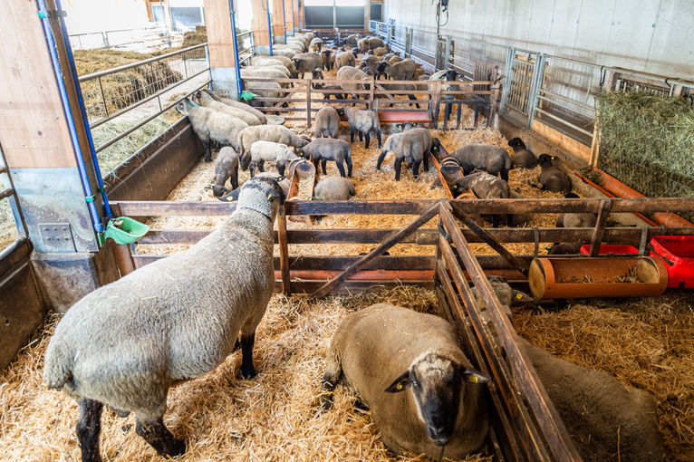 Schafstall von Familie Straßer, steirischer Bauernhof des Jahres 2021 © Landwirtschaftskammer Steiermark / Alexander Danner Schafstall von Familie Straßer, steirischer Bauernhof des Jahres 2021 © Landwirtschaftskammer Steiermark / Alexander Danner