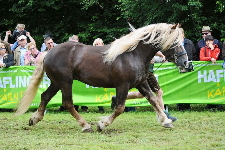 Brillant Nero XVI.jpg © LPZV Kärnten; Brillant Nero XVI.jpg © LPZV Kärnten;
