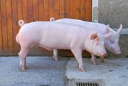 Edelschwein_Eber_08-ID29770.jpg © M.Ekelund/stock.adobe.com