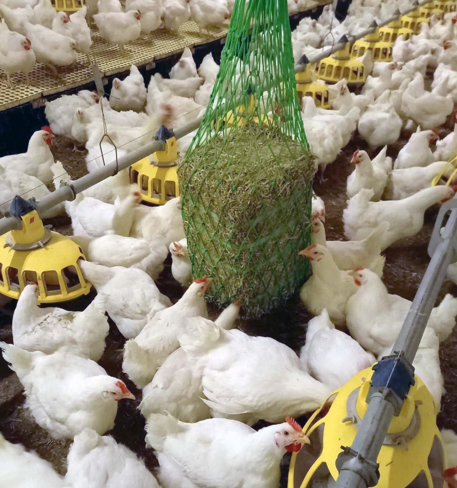 Junghennen_ET_GGÖ.jpg © GGÖ Junghennen_ET_GGÖ.jpg © GGÖ