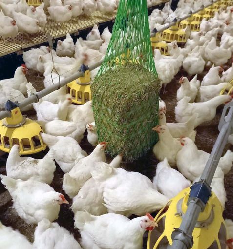 Junghennen_ET_GGÖ.jpg © GGÖ Junghennen_ET_GGÖ.jpg © GGÖ