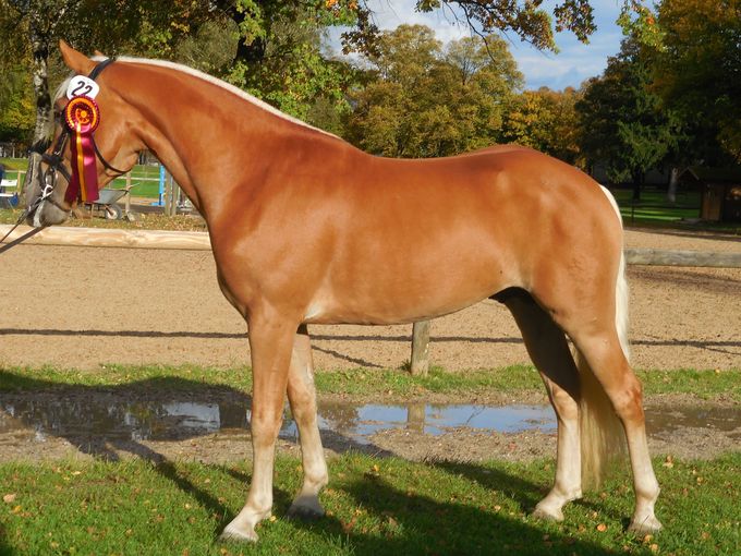 Monti.jpg © LPZV Monti.jpg © LPZV