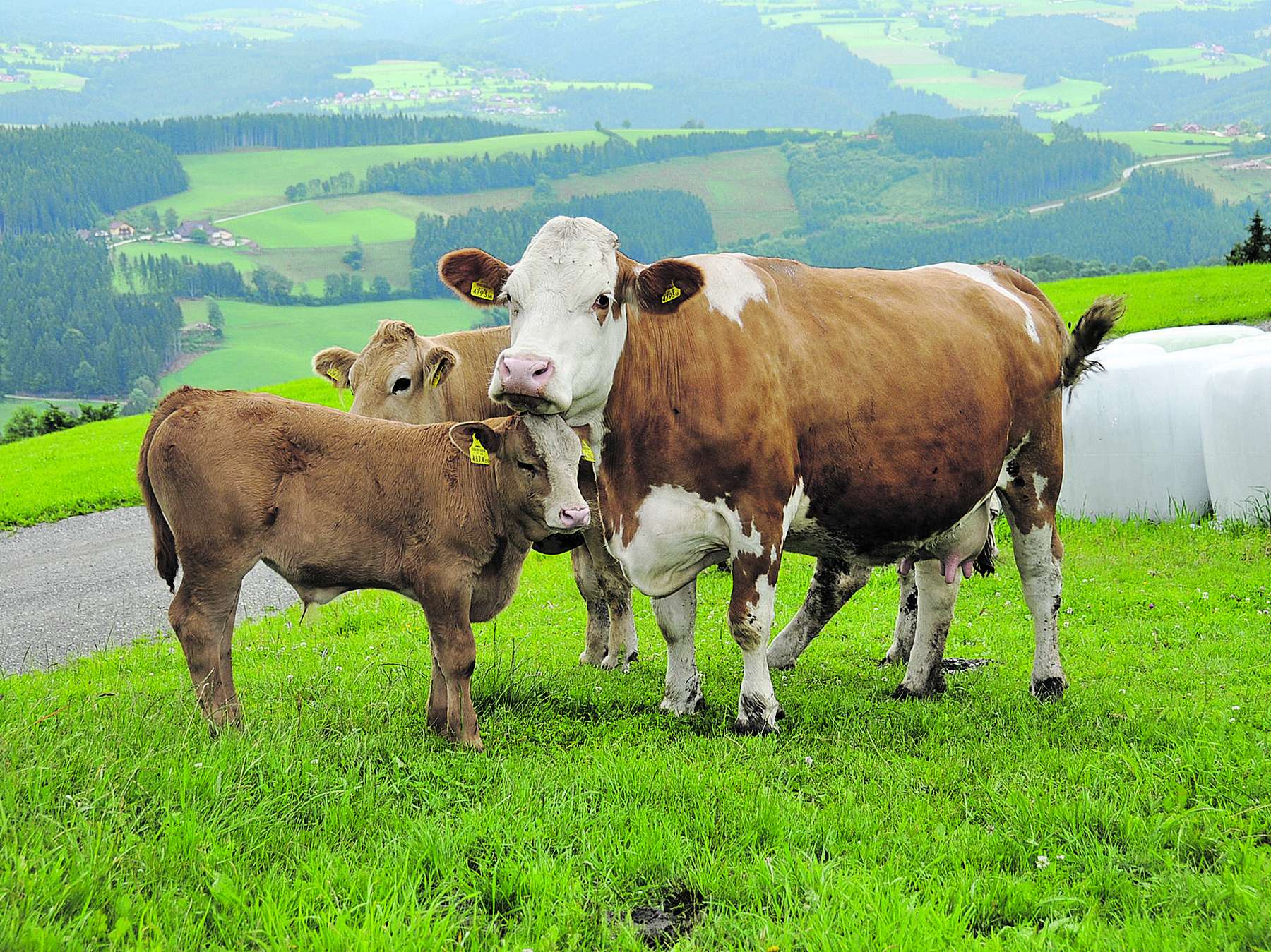 Mutterkuh mit Kalb Reitbauer©Rudi Grabner.jpg © Rudolf Grabner