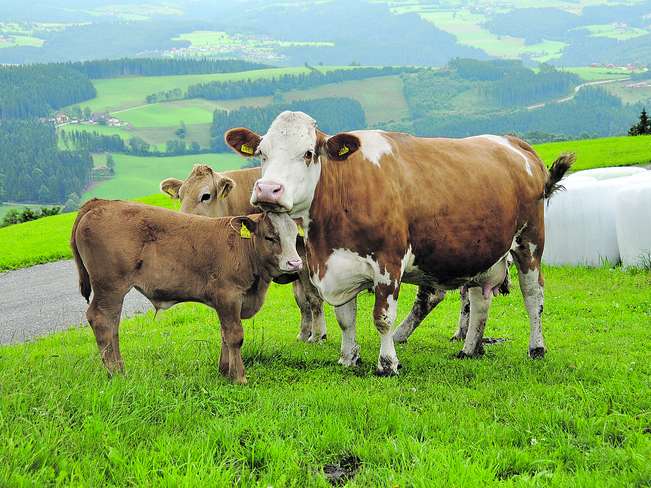 Mutterkuh mit Kalb Reitbauer©Rudi Grabner.jpg Mutterkuh mit Kalb Reitbauer©Rudi Grabner.jpg