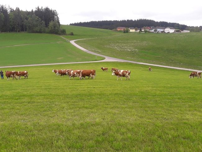 Bild 3 gute Planung für erfolgreiche Weide.jpg Bild 3 gute Planung für erfolgreiche Weide.jpg