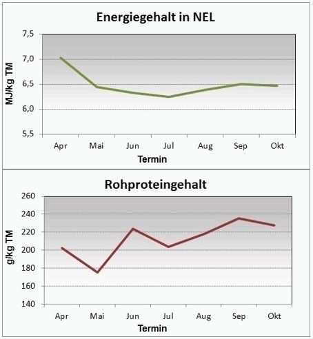 Grafik Energie und Rohprotein Weidegras.jpg