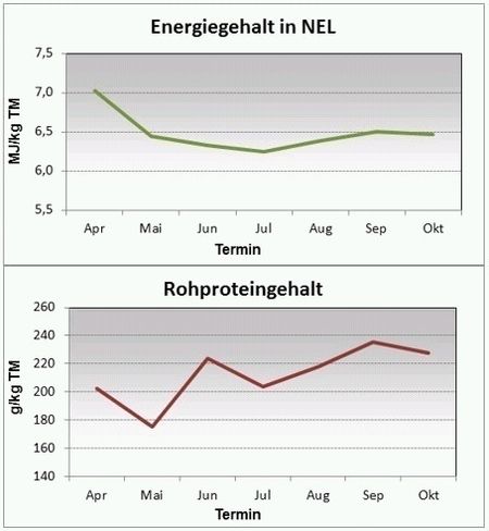 Grafik Energie und Rohprotein Weidegras.jpg
