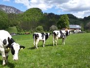 Weideflächen für die Jungviehaufzucht nutzen.jpg © Landwirtschaftskammer Oberösterreich/Unterbrunner
