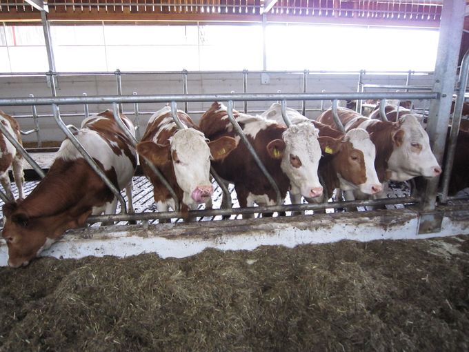 Der Übergang von der intensiven zur extensiven Phase darf nicht zu spät erfolgen.jpg © Landwirtschaftskammer Oberösterreich/Gstöttinger