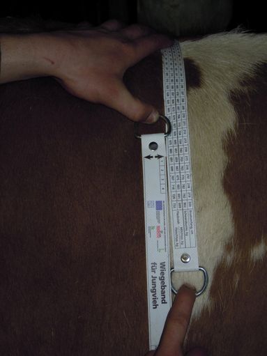Mit Gewichtsmaßbändern lässt sich schnell und einfach das Gewicht einer Kalbin ermitteln.jpg © Landwirtschaftskammer Oberösterreich/BRH