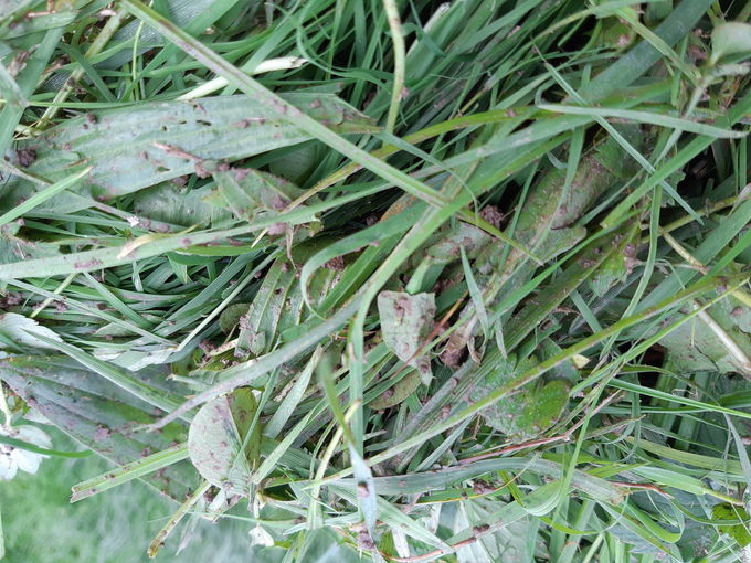 Richtiges G‘spür und Wissen für gute Silage .jpg © Greisberger Richtiges G‘spür und Wissen für gute Silage .jpg © Greisberger