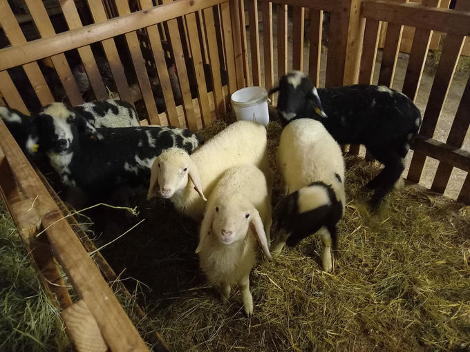 Mein Bild 2021.jpg © Salzburger Bauer/Herzog Mein Bild 2021.jpg © Salzburger Bauer/Herzog