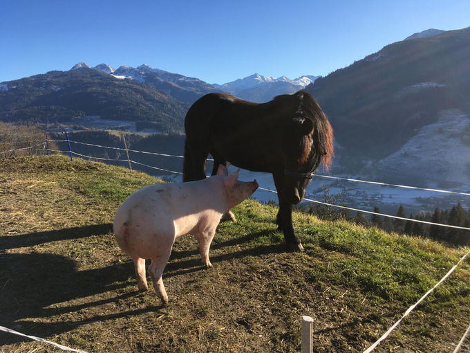 Mein Bild 2021.jpg © Salzburger Bauer/Fürstaller Mein Bild 2021.jpg © Salzburger Bauer/Fürstaller