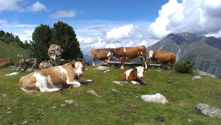 Kühe auf der Alm.jpg Kühe auf der Alm.jpg