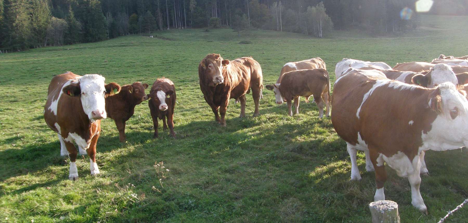 Aufmacherfoto.jpg © LK Kärnten/Wolfgang Stromberger Aufmacherfoto.jpg © LK Kärnten/Wolfgang Stromberger