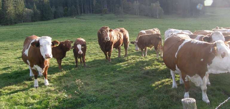 Aufmacherfoto.jpg © LK Kärnten/Wolfgang Stromberger Aufmacherfoto.jpg © LK Kärnten/Wolfgang Stromberger