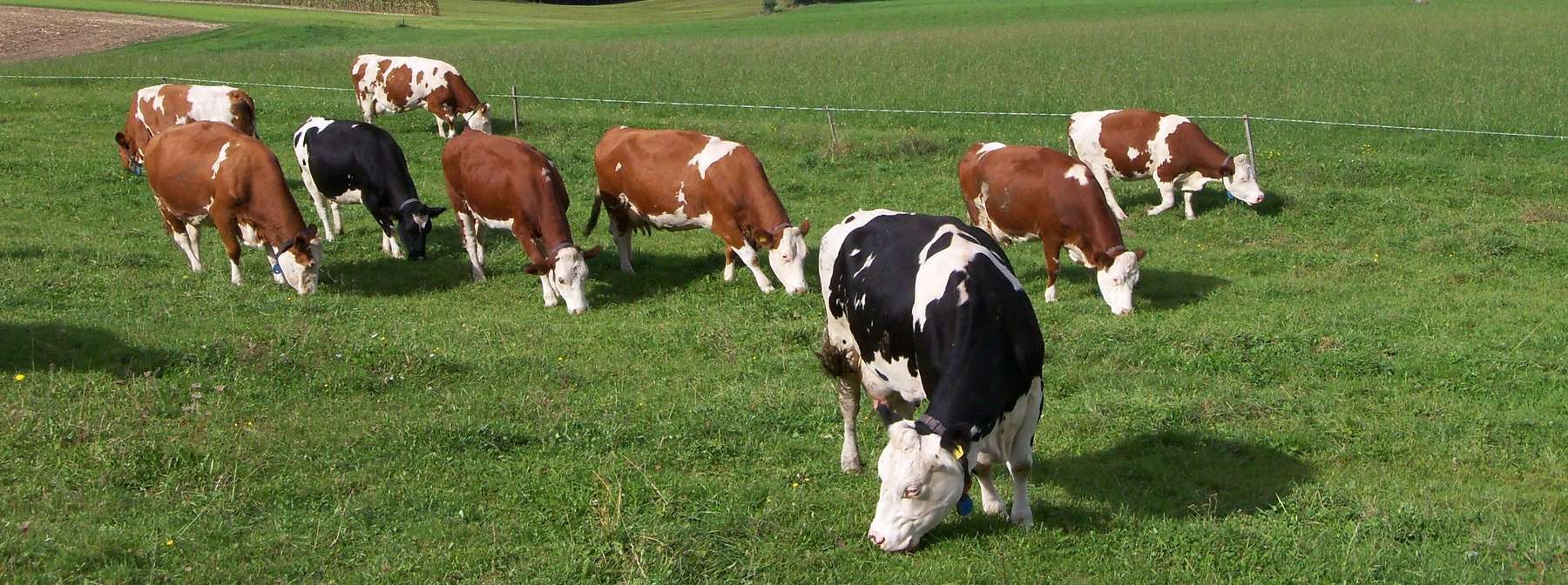 Biolandbau ÖPUL.jpg © KK Biolandbau ÖPUL.jpg © KK