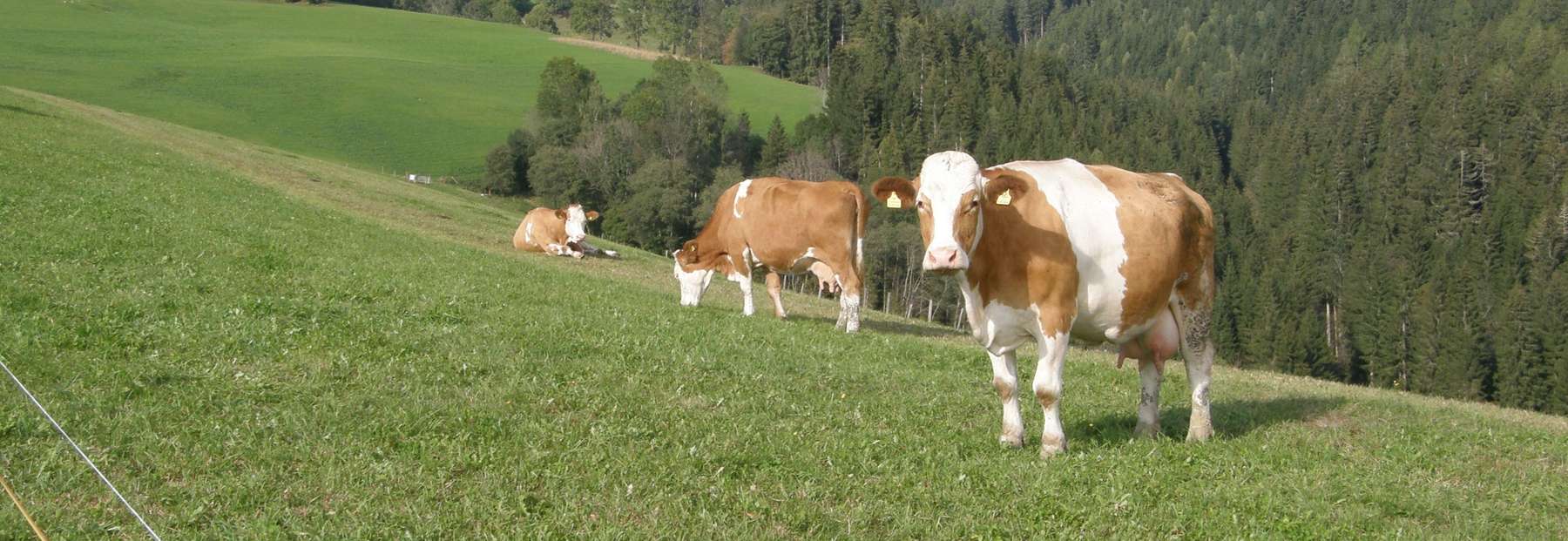 Weide Frühjahr 1.jpg © LK Kärnten/Wolfgang Stromberger Weide Frühjahr 1.jpg © LK Kärnten/Wolfgang Stromberger