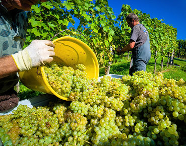 Wein (c) Bilderbox.jpg © Bilderbox