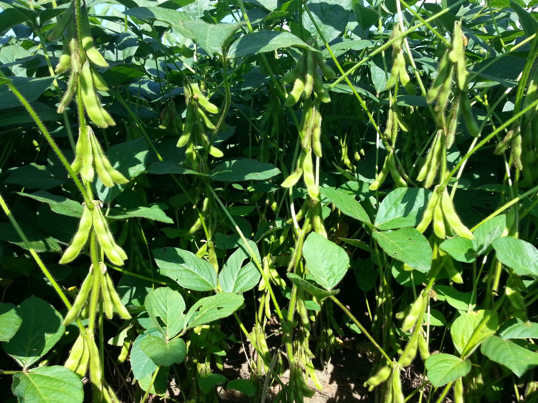 Soja_Hülsenansatz_1.jpg © Landwirtschaftskammer Oberösterreich Soja_Hülsenansatz_1.jpg © Landwirtschaftskammer Oberösterreich