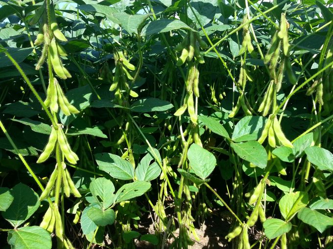 Soja_Hülsenansatz_1.jpg © Landwirtschaftskammer Oberösterreich Soja_Hülsenansatz_1.jpg © Landwirtschaftskammer Oberösterreich