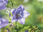 Biene in Glockenblume_adobestock Karner.png © AdobeStock/Karner Biene in Glockenblume_adobestock Karner.png © AdobeStock/Karner