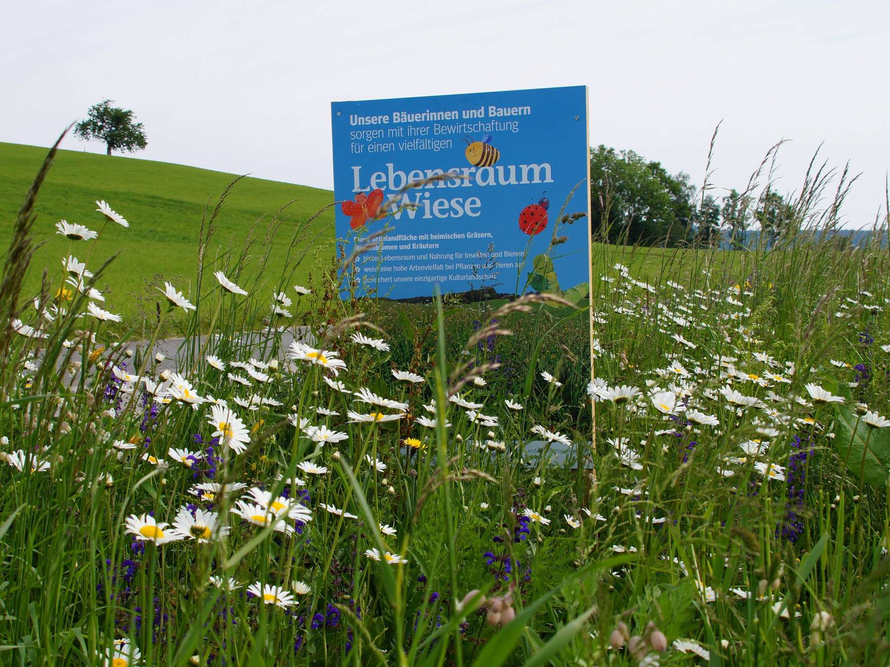 Wildblumenwiese_im 2. Jahr 2020 (c)lk Salzburg.jpg © LK Salzburg Wildblumenwiese_im 2. Jahr 2020 (c)lk Salzburg.jpg © LK Salzburg