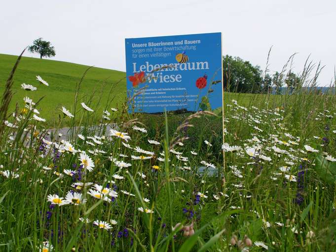 Wildblumenwiese_im 2. Jahr 2020 (c)lk Salzburg.jpg © LK Salzburg Wildblumenwiese_im 2. Jahr 2020 (c)lk Salzburg.jpg © LK Salzburg