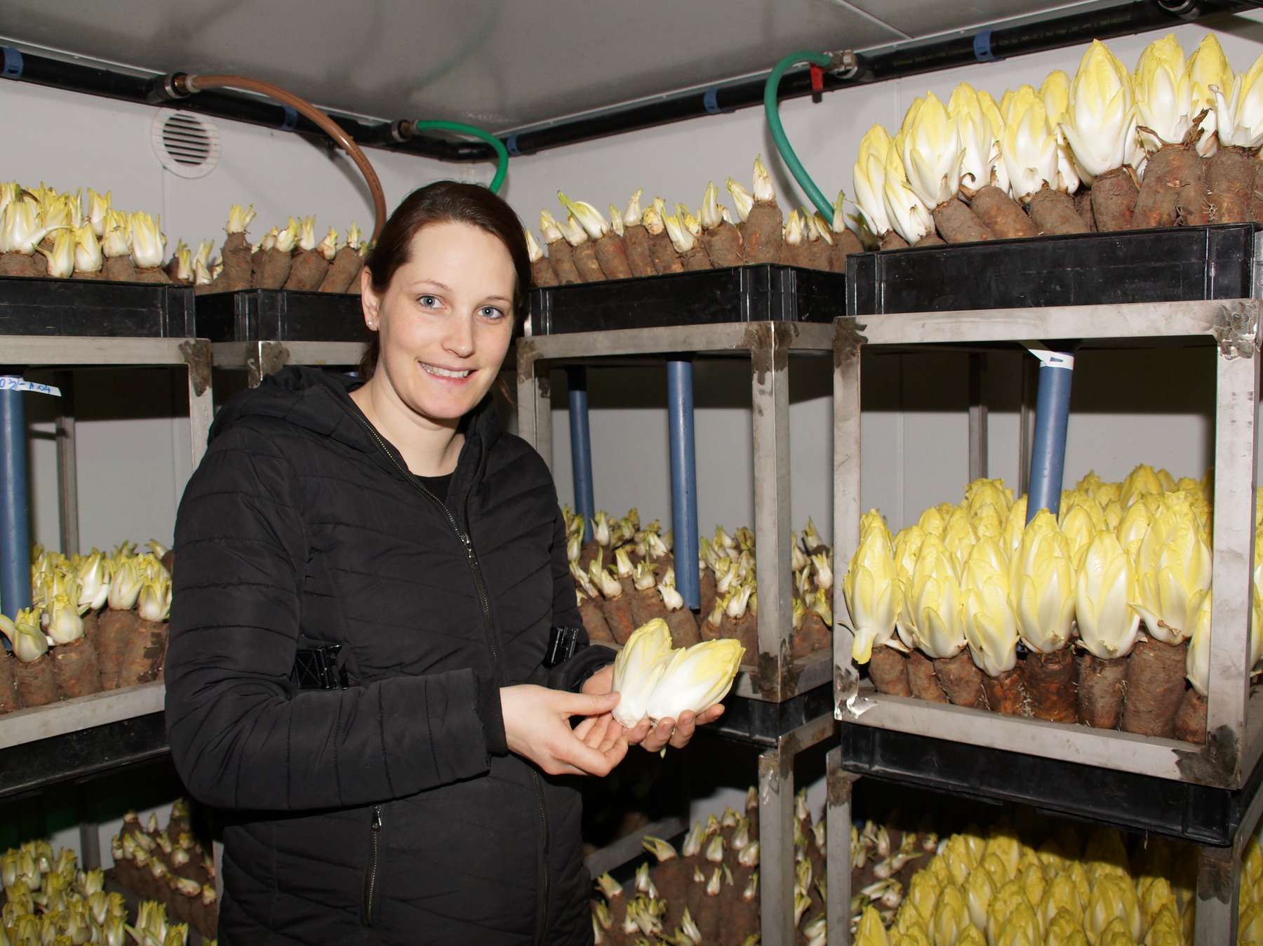 Monika Reiter mit dem Chicoree.jpg © Gudrun Dürnberger Monika Reiter mit dem Chicoree.jpg © Gudrun Dürnberger