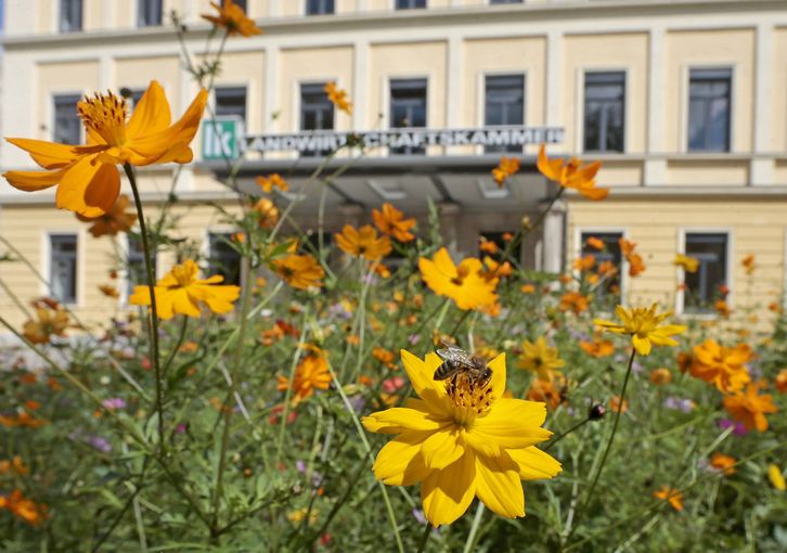 LKBLUMENWIESE14.jpg © Eggenberger
