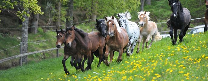 © Landes ­Pferdezuchtverband Kärnten